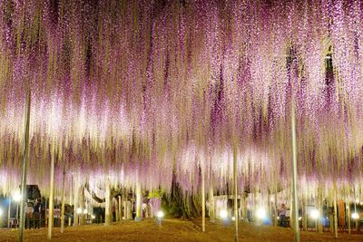 Illuminated trees at night