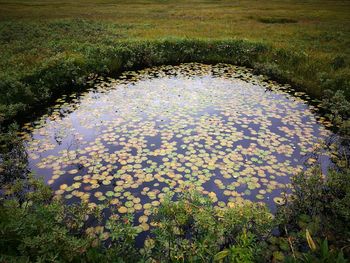 High angle view of plants floating on lake