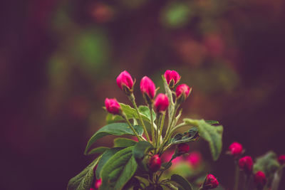 Close-up of pink flowers