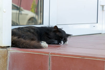 Cat sleeping