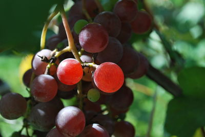 Close-up of grapes on tree