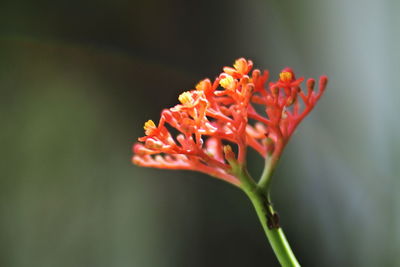 Close-up of orange rose flower