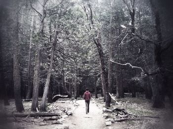 Silhouette of trees in forest