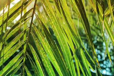 Close-up of palm tree