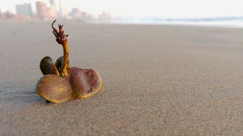 Close-up of seashells on beach