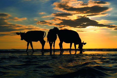 Silhouette cows at beach during sunset