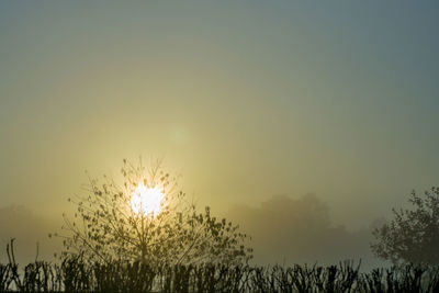 Plants growing on field against sky during sunset