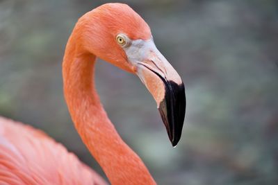 Close-up of a flamingo 