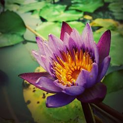 Close-up of lotus water lily in pond