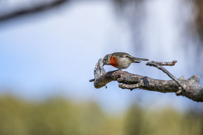 Close-up of bird perching on branch