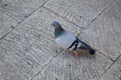 High angle view of bird perching on footpath