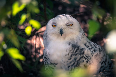 Close-up portrait of angry owl