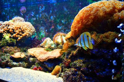 Close-up of coral underwater