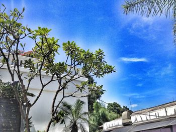 Low angle view of trees against blue sky