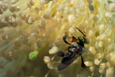 Close-up of bee on white flower