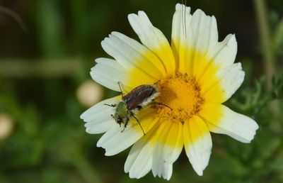 Close-up of insect on yellow flower