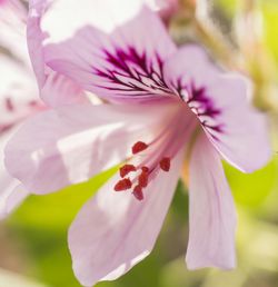 Close-up of pink flowers