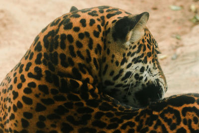 Close-up of a cat