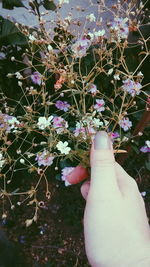 Close-up of pink flowers