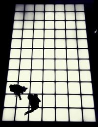 High angle view of tiled floor