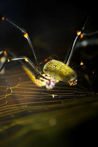 Close-up of insect on leaf