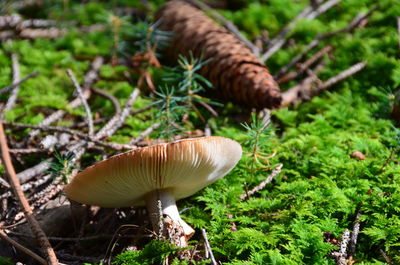 Close-up of mushroom growing in forest