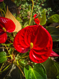 Close-up of red rose flower