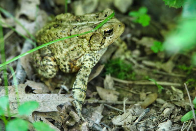 Close-up of a lizard on a field