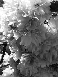 Close-up of flowering plant