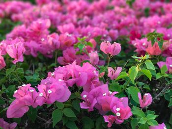 Close-up of pink flowers blooming outdoors