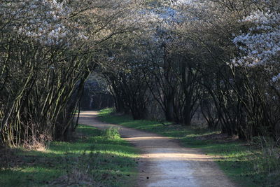 Footpath amidst trees in forest