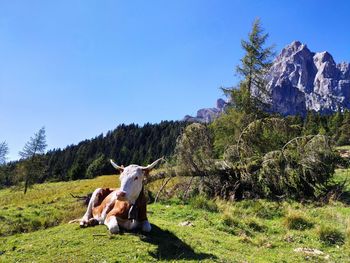 Cow in a field against mountain and clear sky