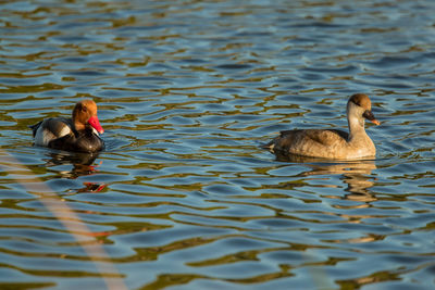 Duck swimming in lake