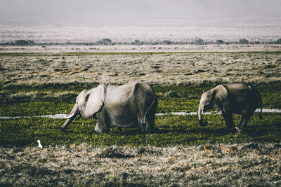 Horses grazing on field