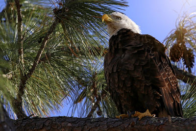 Low angle view of eagle perching on tree