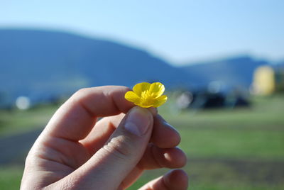 Cropped hand of person holding small yellow flower on field