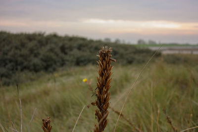 Close-up of stalks in field against sky