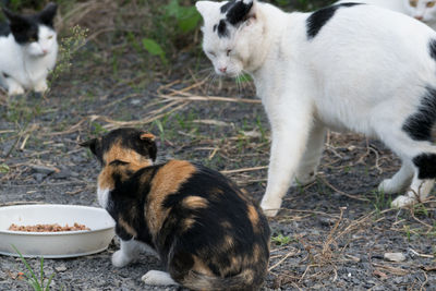 Close-up of sheep eating food