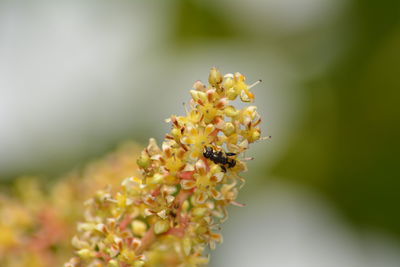 Close-up of bee pollinating on flower