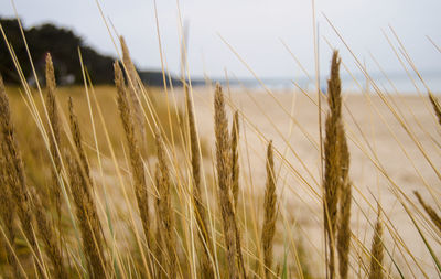 Close-up of plant on field against sky