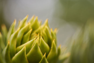 Close-up of succulent plant