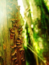 Close-up of bamboo tree trunk in forest