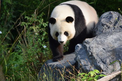 View of nice panda on land