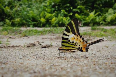 Close-up of butterfly on land