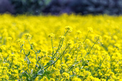 Scenic view of oilseed rape field