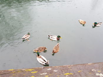 High angle view of mallard ducks swimming in lake