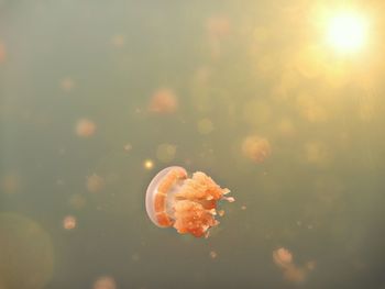 Close-up of jellyfish swimming in sea