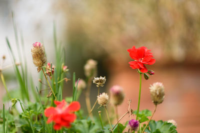 Close-up of pink flowering plants