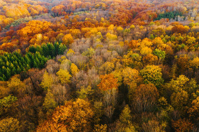 View of yellow flowers growing in forest