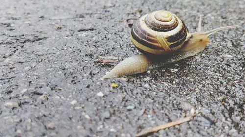 Close-up of snail on land